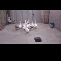 فروش تعدادی غاز وقو غاز