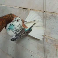 کفتر یکجا