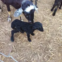 فروش بره شیری قره قیزیل|حیوانات مزرعه|محمدیار, |دیوار