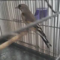 سهره کرمانی ماده|پرنده|پردیس, فاز ۹|دیوار