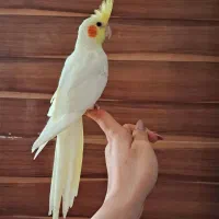 عروس هلندی تازه دونه خور لوتینو و عروسک فول رام