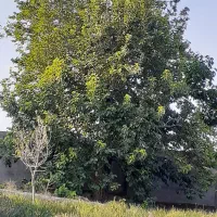 7-اصله-درخت-توت