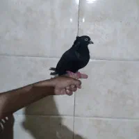 کبوتر زاغ کاکول