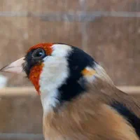 سهره چهار گل عروسک