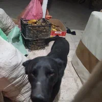 سگ گوش تیز حرف گوش کن نگهبان