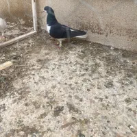 کفتر|پرنده|شیراز, سینما سعدی|دیوار
