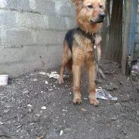 سگ گرگی|سگ|خمام, |دیوار