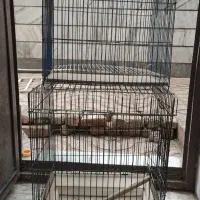 قفسه پرنده|لوازم جانبی حیوانات|مشکین‌دشت, |دیوار