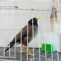 مینا کام سیاه افغان