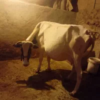 گاو|حیوانات مزرعه|لردگان, |دیوار