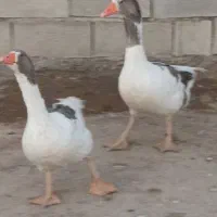 غازمحلی|حیوانات مزرعه|یاسوج, |دیوار