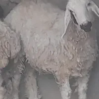 گوسفند ماده