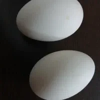 تخم غاز فروشی