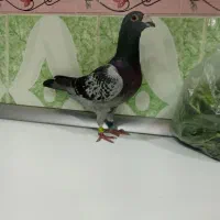 زرهی نر عربستانی