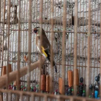 سهره ماده سیاه سر