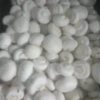 قارچ لوکس ودرجه۳|عمده‌فروشی|کتالم و سادات شهر, |دیوار