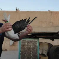 کبوترسیاه چپ چادری نر|پرنده|اسلامشهر, شهرک مهدیه|دیوار