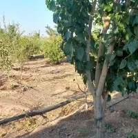 باغچه ۱۵۰۰ متری با موقعیت عالی و سند تک برگ|فروش خانه و ویلا|اشتهارد, |دیوار