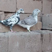 المانی پرشی و جفتگاه