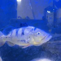 اسکار جفت مولد|ماهی|کرمان, |دیوار