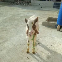 یک عدد گوساله نر