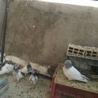 شش عددکبوترفروشی