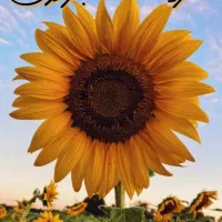 کترینگ آفتابگردون غذای پرسنلی و غذای خونگی