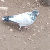 کبوتر فراری