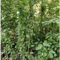 جشنواره تابستانی فروش نهال و درخت|خدمات باغبانی و درختکاری|مشکین‌دشت, |دیوار