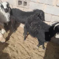 بزغاله نر چاق|حیوانات مزرعه|زاهدان, |دیوار