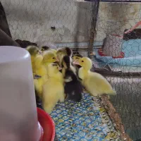 فروش جوجه اردک خارجی