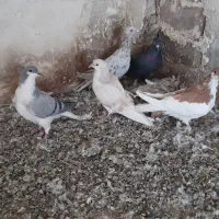 موقلف رنگی|پرنده|کوهین, |دیوار