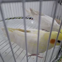 عروس هلندی|پرنده|مشهد, عبادی|دیوار