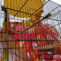 قناری نر و ماده