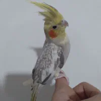 عروس هلندی ماده مرواریدی|پرنده|رشت, پیرسرا|دیوار