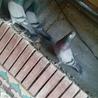 سبز ملقی ماده.|پرنده|بم, |دیوار