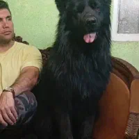 مجموعه guard dogs club توله های در عکس موجود هستن|سگ|ماهدشت, |دیوار