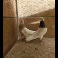 کفتر طوقی کاکلی پالخت  ۲جفت باجوجه