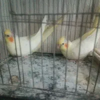 جوجه عروس لیتنو