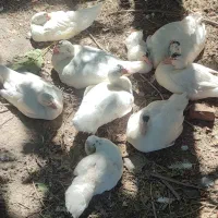 اردک روسی و اسرائیلی اصل|حیوانات مزرعه|گرگان, |دیوار