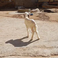 کاور نر سنجابی|حیوانات مزرعه|ماهیدشت, |دیوار