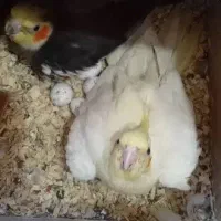 عروس هلندی با تخم