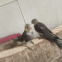 جوجه عروس هلندی