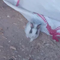 بچه خر گوش زرنگ سالم. م قشلاق چرخلو