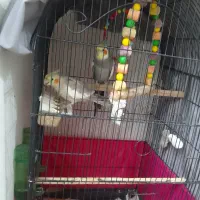 دو عدد طوطی عروس سخنگو