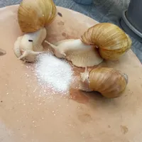حلزون سوپر مولد