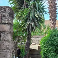 بآغبانی و درختکاری فضای سبز|گل و گیاه طبیعی|فریدونکنار, |دیوار