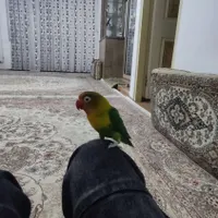 طوطی برزیلی گم شده