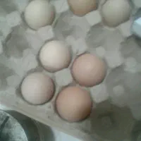 تخمرغ محلی کره ماست دوغ ماست خشک