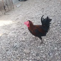 خروس|حیوانات مزرعه|دهدشت, |دیوار